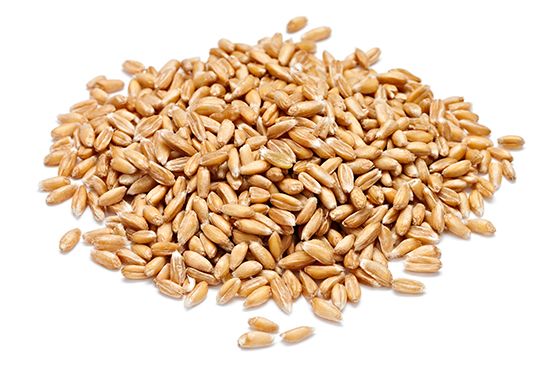  Organic spelled, ancient wheat, rich in vitamins produced in organic farming by Gaiattone farm Assisi, Umbria, Italy