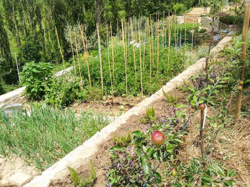 Story: Gaiattone organic holiday farmhouse Assisi. Bio vegetable garden, truffle grounds, organic olive grove. Green tourism in Italy